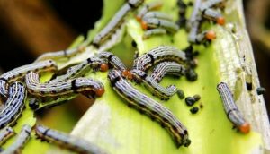 The risk of the Fall armyworm to food security in Africa must be recognised and tackled with a holistic integrated pest management programme