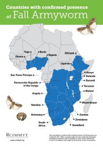 Unless urgently tackled, Africa shall lose US$3 Billion-worth of maize to a rapidly spreading pest from the Americas over the coming year