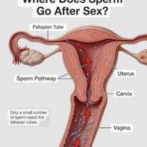 Man does not store genetic code in a woman's body through sexual intercourse